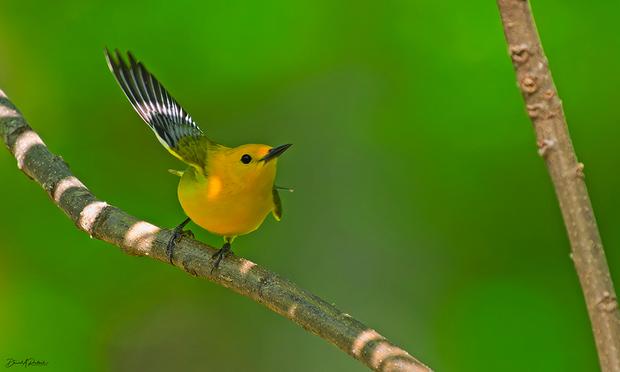Bright yellow bird with black beak, large black eye, and dark wing with white stripe, perched on a sun-dappled bare branch