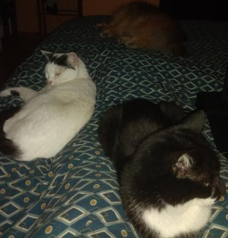 photo d'un chien marron, d'un chat blanc et d'un chat noir et blanc, tous allonger sur une xouette et sous la couette on devine les jambes du photographe