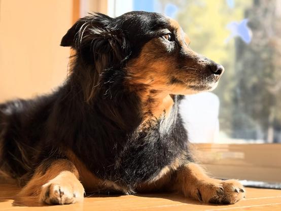 A long dog with short legs and German Shepherd-type black, gold and white colouring, is lying in the sun and gazing out of some large windows.