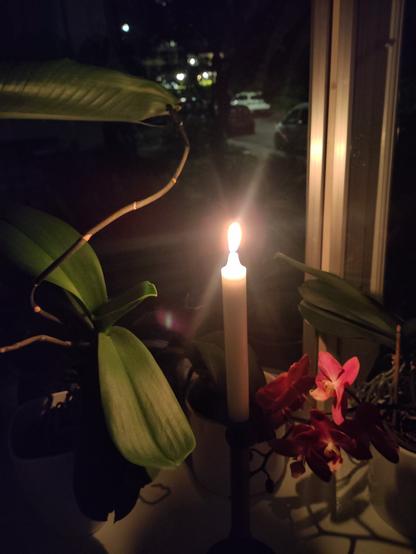 A tall white candle stands in a dark window with plants and flowers just visible. Lights in the distance can be seen in the background.