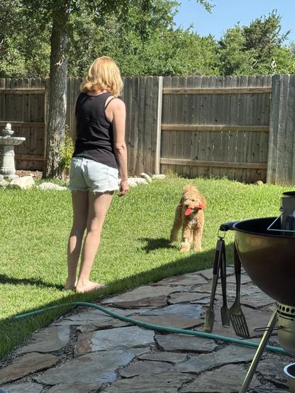 Biscuit T. Dog holds a boomerang in his mouth while looking at my wife in the back yard.