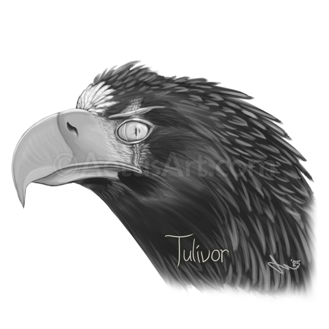 The head portrait of a Steller's sea eagle with a scarred left eye and a label that reads "Tulivor."