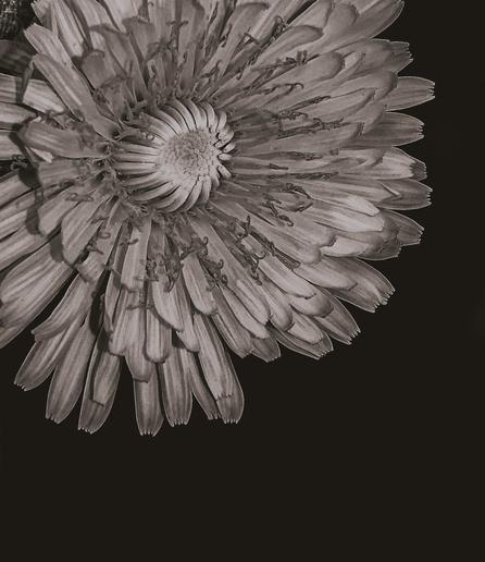 A high magnification, grayscale dandelion photo against a black background