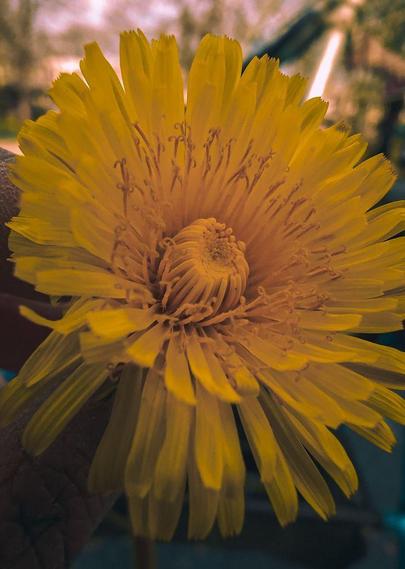A high magnification photo of a dandelion in a vintage filter