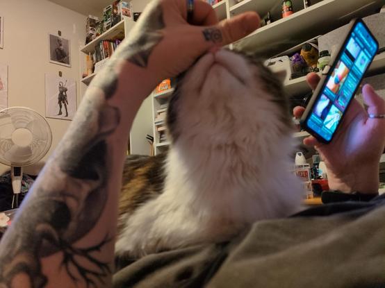 Luna getting pets from Rayne's left hand
Luna is lying down and booping upwards, the underside of her chin is pointing at the camera