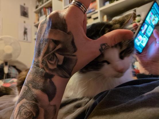 Luna shoves the top of her head into Rayne's hand for pets, eyes shut
