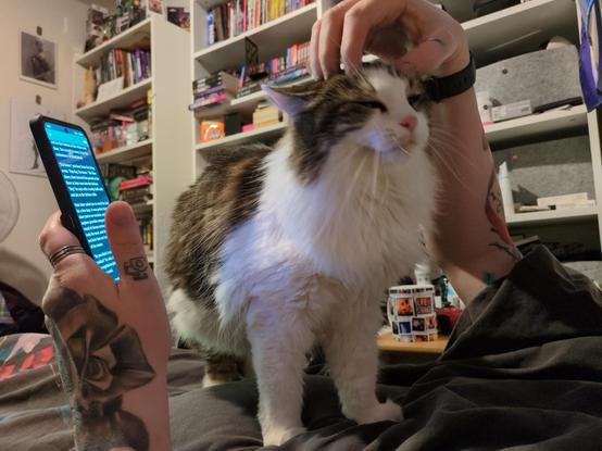 luna stands up for a stretch, getting some head scritches from Rayne's right hand instead
