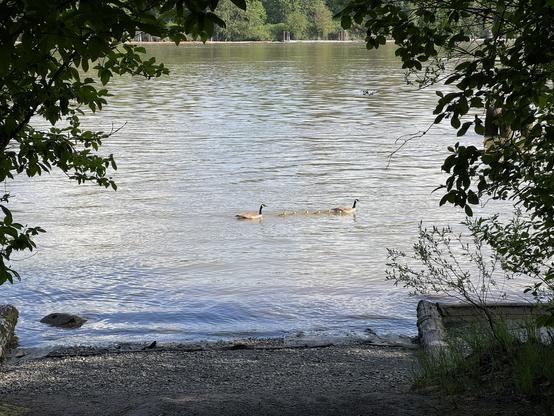 A view of a gravel-shored river framed by trees, on which are two Canadian geese with their 5 little goslings in a row between them for safety.