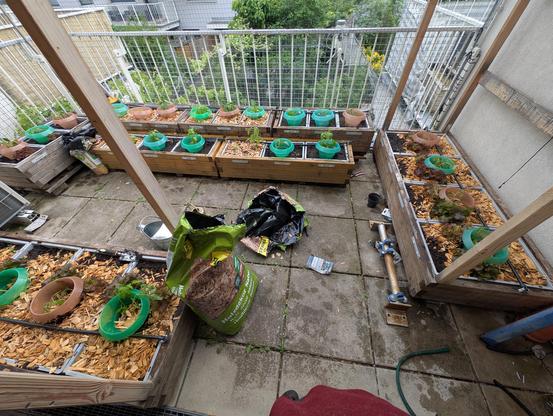 Jungpflanzen in grossen Holztögen auf einer mit Betonfliesen ausgelegten Terrasse mit weissem Geländer. Die Pflanzen sind teilweise mit Schneckenringen geschützt, teilweise sind grobe Holzspäne als Mulchmaterial aufgebracht. In der Mitte des Bildes liegt noch diverses Zeugs (Giesskanne, leere Sackerl vom Mulch etc.), weil vor dem Aufräumen fotografiert. Aufgeräumt ist btw. noch immer nicht, fällt mir gerade ein.