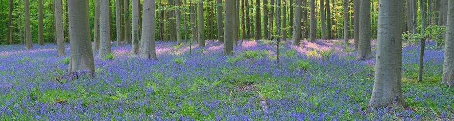 A wide panorama of a beech forest. While there are some grasses and ferns in the foreground, most of the forest floor is covered with countless lavender purple bluebells; in the background rays of sun render some purple flowers pinkish.