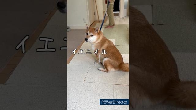 【柴犬だもの】こんな日ない？豆柴アオと柴犬委員会  mameshiba AO & shiba inu committee #Shorts#柴犬 #豆柴#愛犬 #癒し#柴犬のいる生活