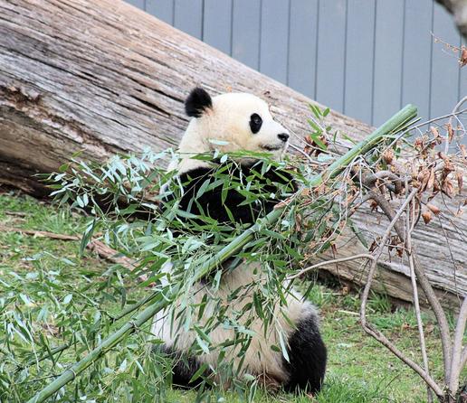 Giant panda Qing Bao is holding a thick stalk of bamboo like a pandawan holding a light saber.