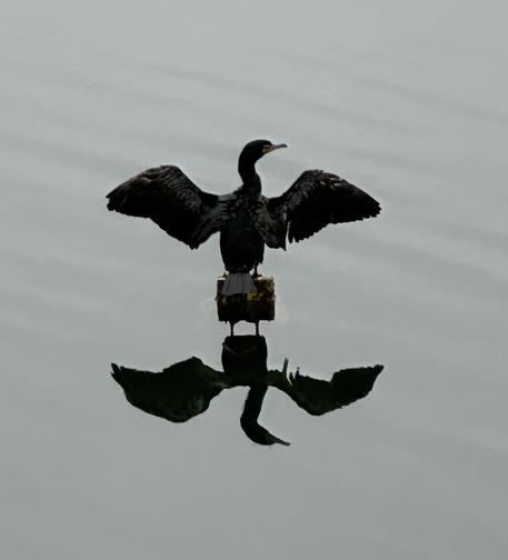 A cormorant drying him- or herself, sitting on a post that’s just above still water. The bird’s reflection is almost as crisp and detailed as the bird.