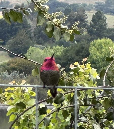 A male Anna’s hummingbird sitting on a wire fence. In the near background are new green leaves and small flowers of some kind of tree. In the farther background are more trees of various kinds