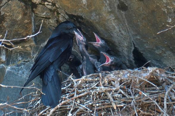 A stick nest with little ravens. An adult just arrived and stuffs the opened beaks with some food.