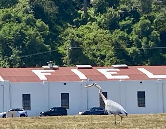 “Great” Blue Heron on lawn in front of one of the Crissy Field buildings.