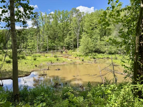 A view of the wetlands in Lake Conestee Nature Park.