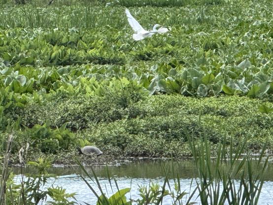 A Great Egret taking off from a marshy area. A turtle can be seen in the foreground.