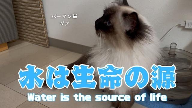 バーマン猫ガブ【水は生命の源】Water is the source of life（バーマン猫）Birman/Cat