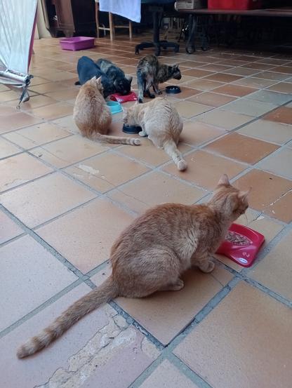 a picture of 6 cats in total, 3 orange tabbys a black cat and two tortoise cats, eating wet food from a plethora of different bowls