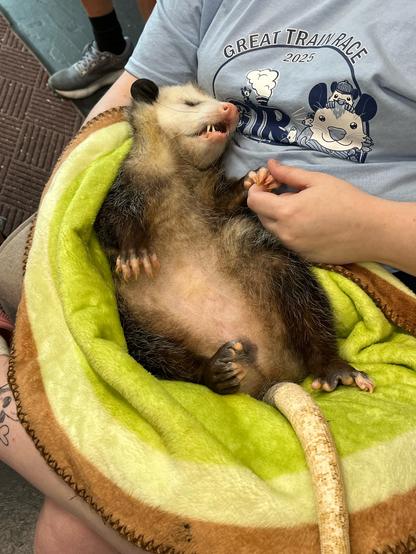 An opossum asleep on his back holds the finger of the woman who rescued him from where he’s sacked out in her lap.