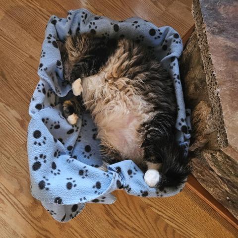 Ozzy is a large, fluffy black and brown tabby with white chest and paws, and a cream-colored belly. He lies belly-up on a blue blanket patterned with black cat pawprints, inside his favorite cardboard box.