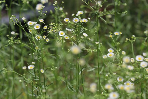 A large number of white flowers with many petals and yellow centers.