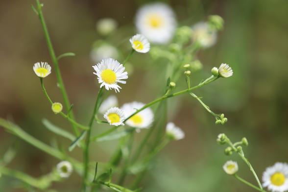 Close up of a few white flowers with yellow centers. They have many small thin petals.