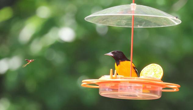 An orange bird with a black head is perched on an orange plastic feeder. He is looking directly at a hovering wasp that is looking directly back.