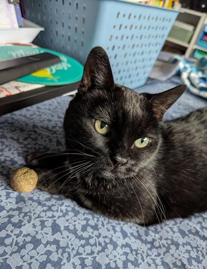 Black cat laying on a blue blanket next to a catnip ball. In the background is part of a black side table, a remote in a blue basket.