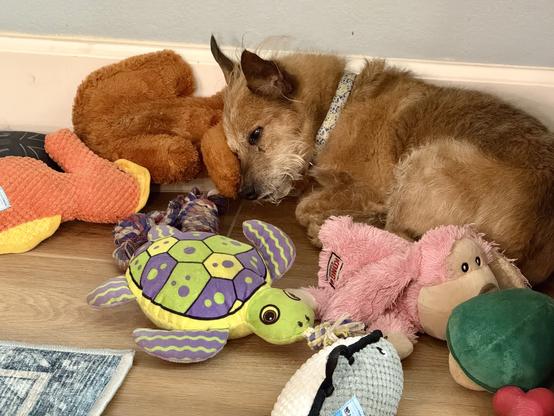 A small dog is lying among various plush toys, including a turtle, a pink monkey, and a brown bear. The scene is cozy with the dog resting its head on a toy.