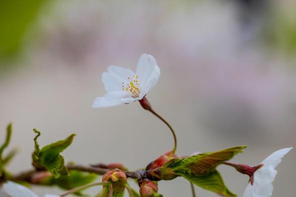 A closeup photo of a cherry blossom flower on a cherry blossom tree. The pedals are white with a pink hue and yellow stems in the middle.