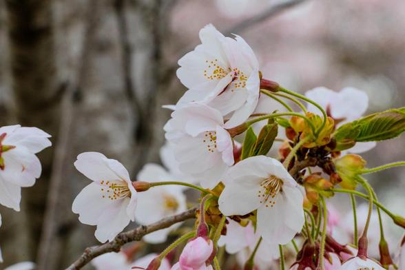 A closeup photo of a group of cherry blossom flower on a cherry blossom tree. The pedals are white with a pink hue and yellow stems in the middle.