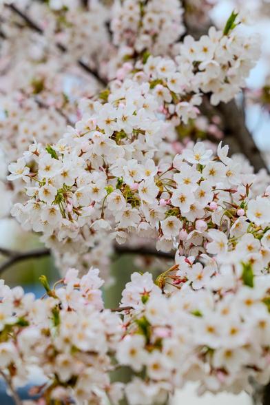 A closeup photo of a group of cherry blossom flower on a cherry blossom tree. The pedals are white with a pink hue and yellow stems in the middle.