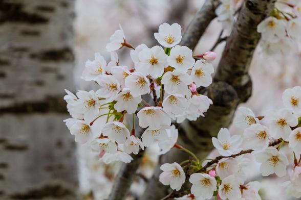 A closeup photo of a group of cherry blossom flower on a cherry blossom tree. The pedals are white with a pink hue and yellow stems in the middle.