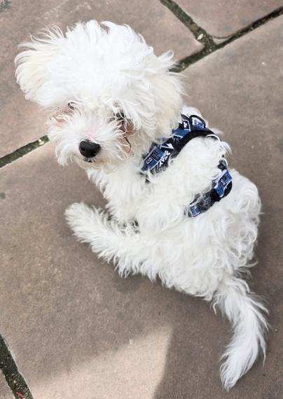 Small, furry white dog with blue and white body harness, looking over her shoulder at photographer.