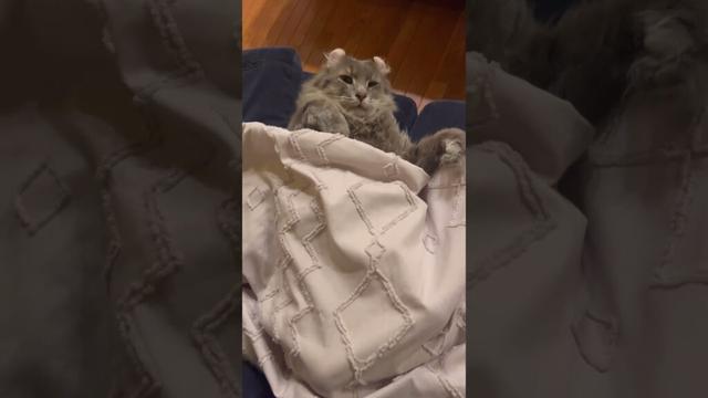GW中 #ねこ動画 #cat #猫のいる暮らし #アメリカンカール