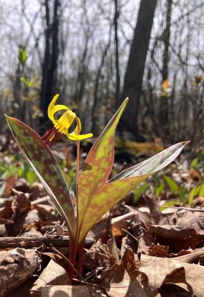 Trout lily. A small yellow flower with petals curled back revealing maroon stamen, on the forest floor, bathed in bright sunlight.