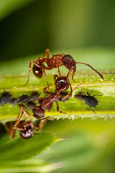 The picture shows ants and aphids on a plant.