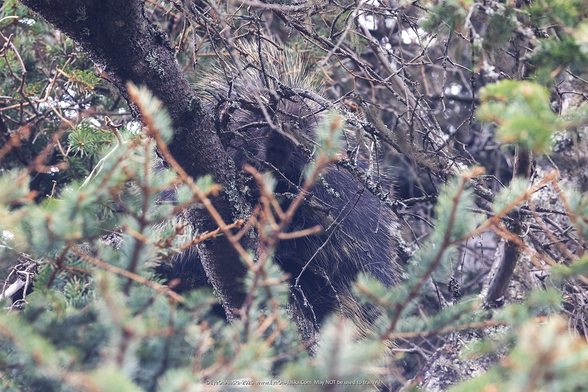 A porcupine sleeps high off the ground on the limb of a spruce tree.  It is barely visible in the thick growth, but its bright blond guard hairs give it away.