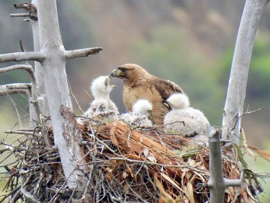 A hawk in their nest feeding three white fluffy chicks and green foliage in the background.