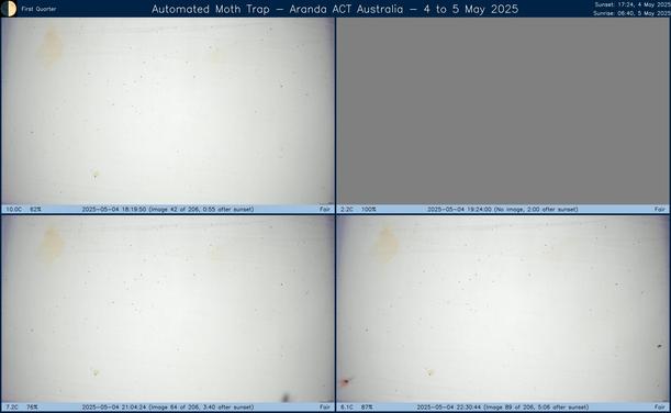 Collage showing insects attracted to light and automatically imaged 1 hour, 2 hours, 4 hours and 6 hours after sunset in Aranda, ACT, Australia on the night of 4 to 5 May 2025. The image includes four smaller images collected around the listed times. Each image shows a section of sheet with a variable number of insects attracted to UV and visible light. Number and variety depends on time of year and conditions during the given night. The image is also labeled with basic details of the associated weather and moon phase. For more explanation of the Automated Moth Trap project visit https://amt.hobern.net/ and https://www.flickr.com/photos/dhobern/albums/72177720322426621.