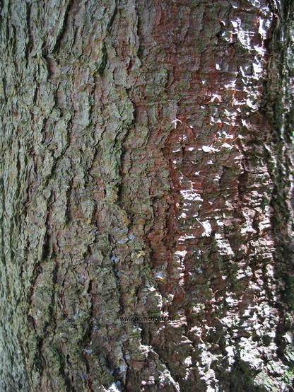 Photo of treespecies Picea abies : Category is bast-bark-rinde-ecorse-corteza