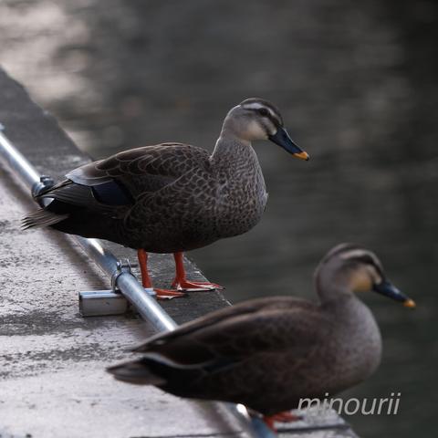2羽のカルガモが人工的な護岸から川を見下ろしている