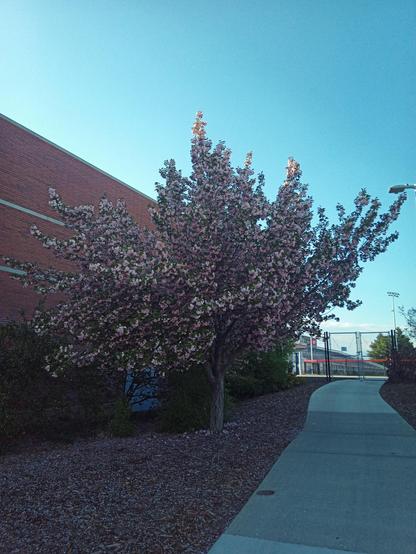Tree behind the Aquatics building at CWU.  Pink petals falling in the wind.  Blue sky and a brick building in the background.