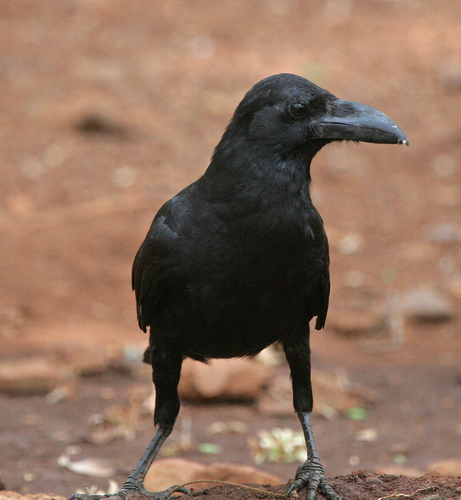 Corvus culminatus (known as Indian jungle crow) standing on an earthy ground and turning its head to the side.