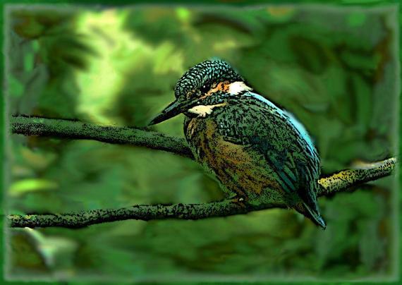 Bearbeites Foto: Eisvogel auf einem Ast, grüner Hintergrund.

Edited photo: Kingfisher on a branch, green background.