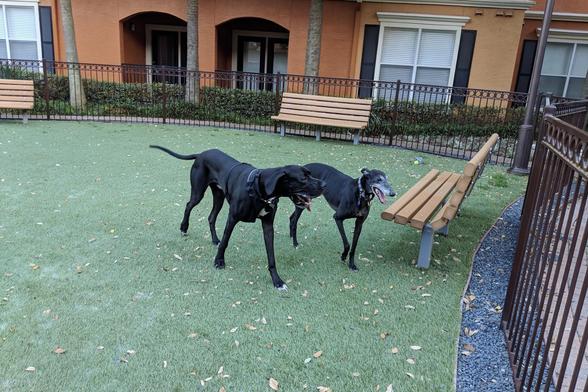 Photo of a black greyhound dog next to a black Great Dane dog.