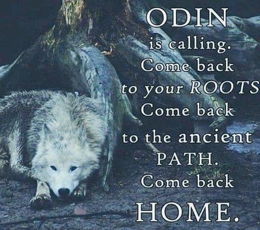 Wolf laying, head between front paws looking at you in an relaxed way.
Text:
Odin 
is calling.
Come back 
to your Roots
Come back
to the ancient
Path.
Come back
Home.