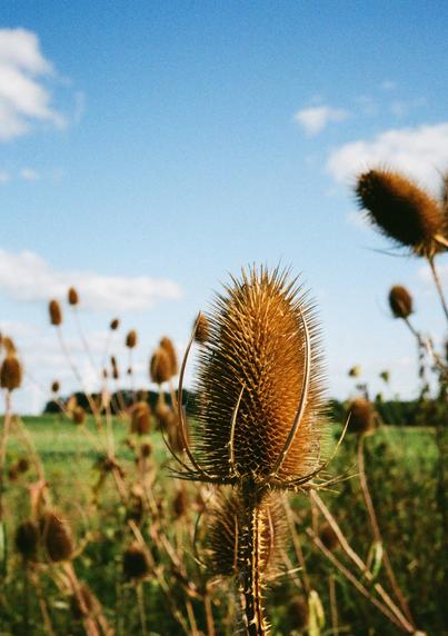 A close-up of a dried teasel plant with sharp spines, set against a backdrop of green fields and a vibrant blue sky dotted with fluffy white clouds.